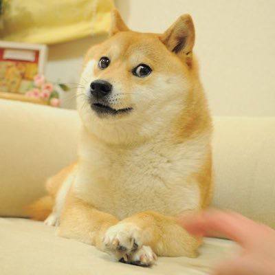 著名表情包柴犬“kabosu”生了重病，让我们为她祈祷快点好起来吧🙏著名表情包柴犬“kabosu”生了重病，让我们为她祈祷快点好起来吧🙏