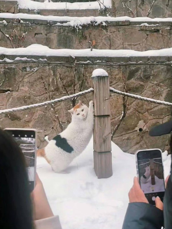 #猫猫