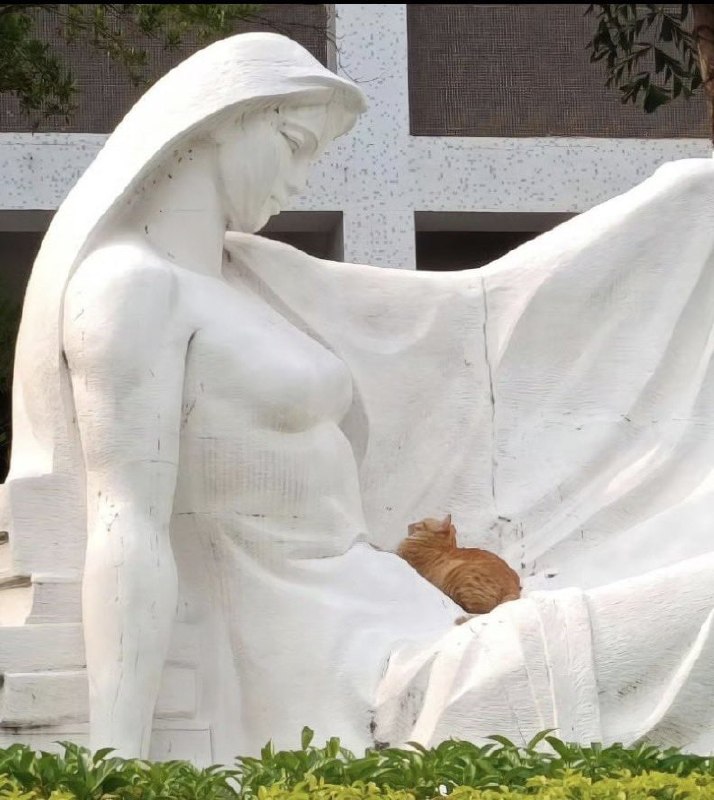 #猫猫
