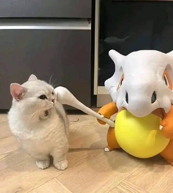 #猫猫