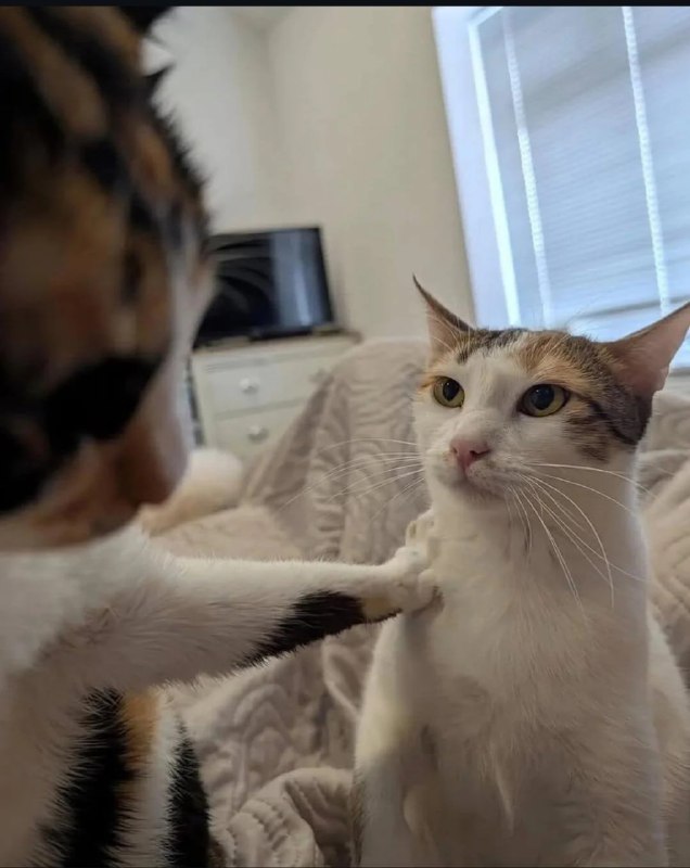 #猫猫