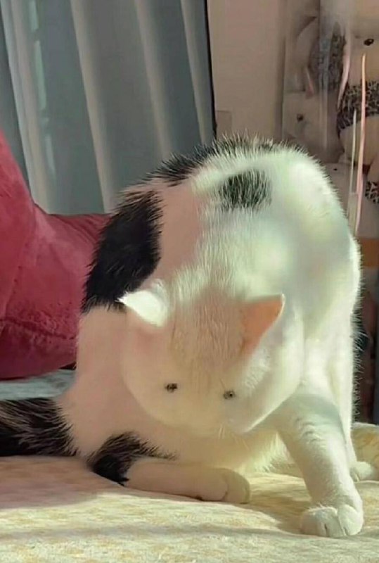 #猫猫#猫猫