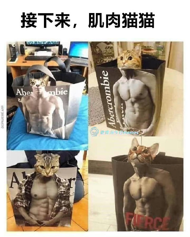 #猫猫