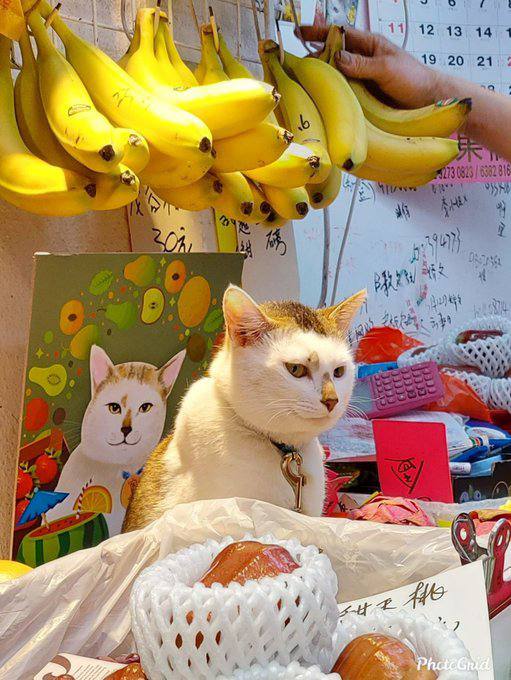 #猫猫