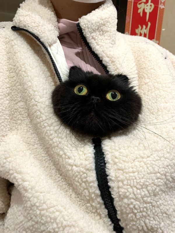 #猫猫#猫猫