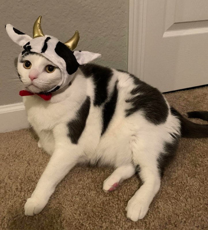 #猫猫