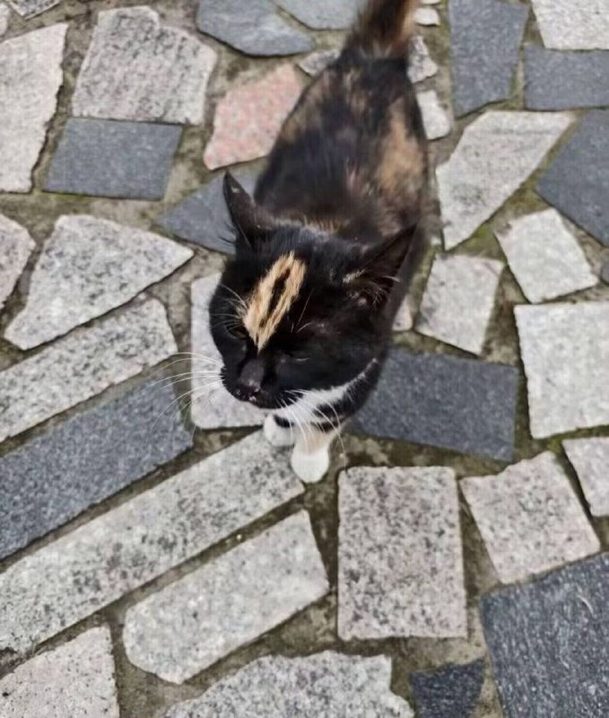 精品大果天眼猫#猫猫