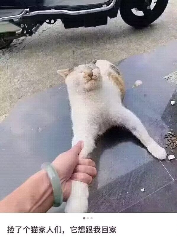 #猫猫