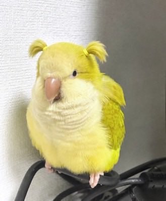 双马尾小鸟😃双马尾小鸟😃