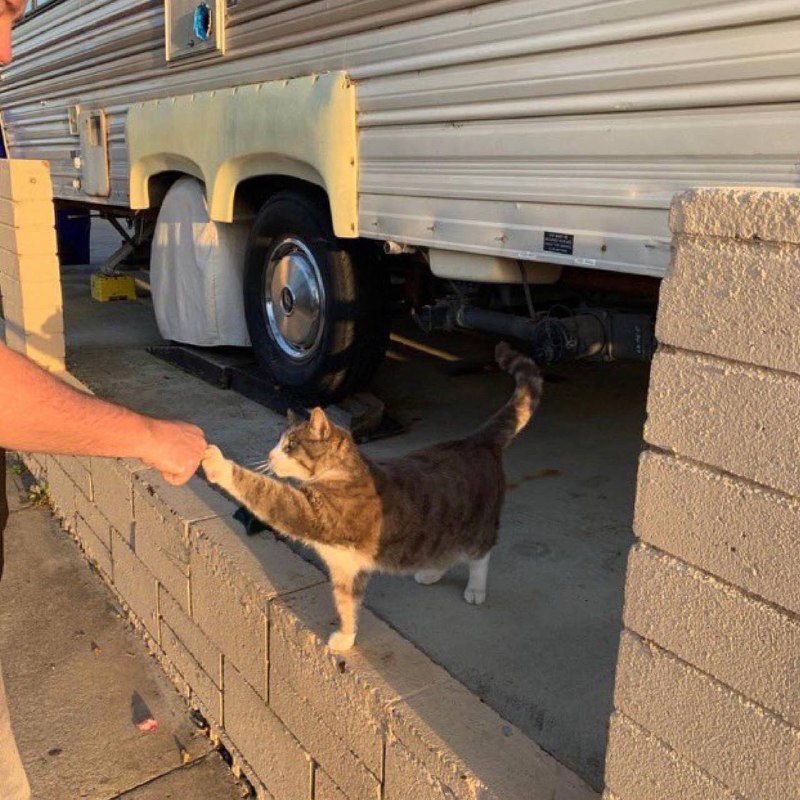 #猫猫#猫猫