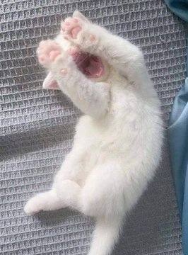 #猫猫#猫猫
