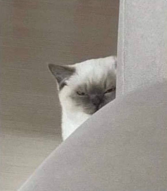 #猫猫#猫猫