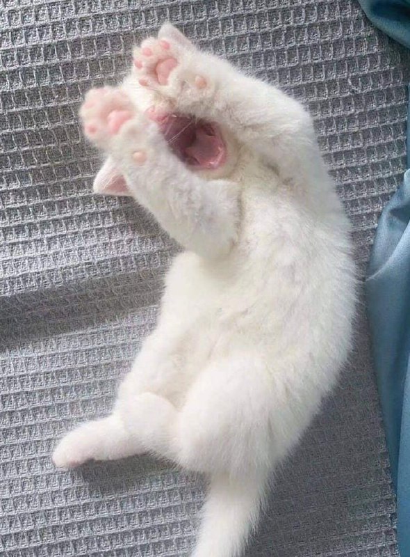 #猫猫#猫猫
