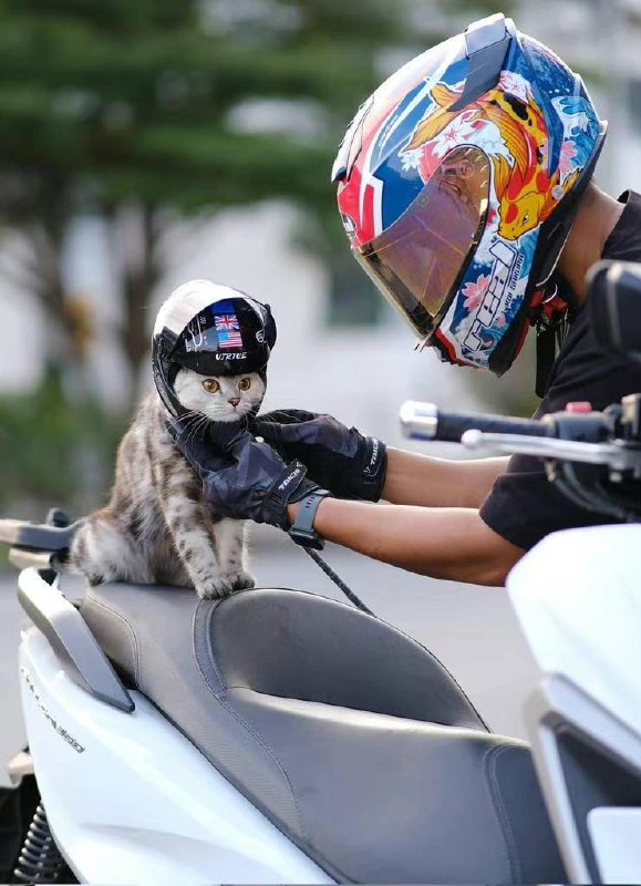 #猫猫