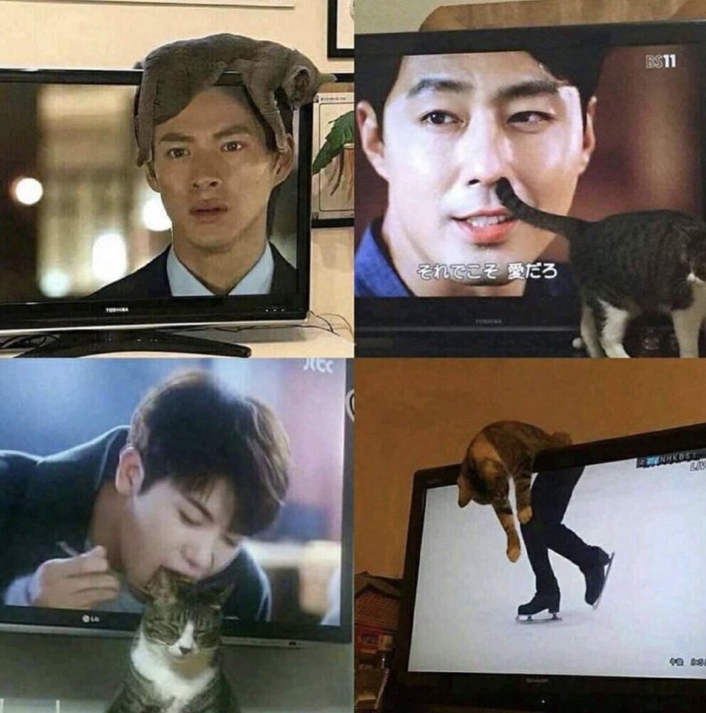 #猫猫