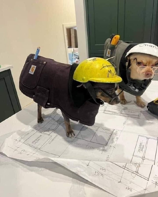 #狗狗