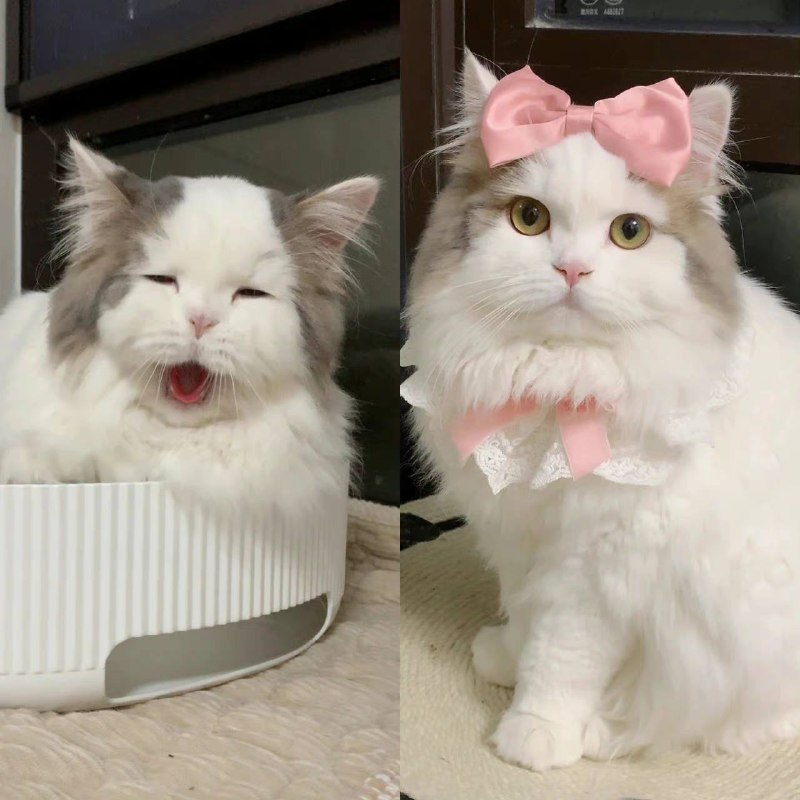 拯救地中海 #猫猫