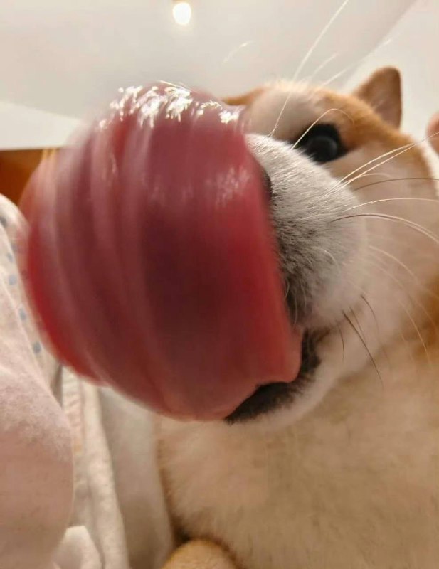 点开让狗狗舔一口