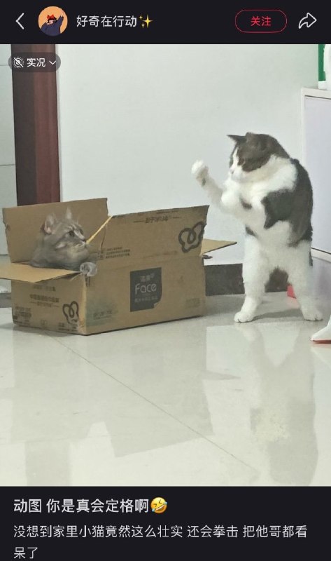 #猫猫