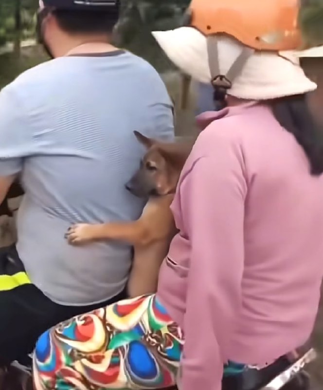 第一批春运回家的狗子们😅#狗狗第一批春运回家的狗子们😅#狗狗