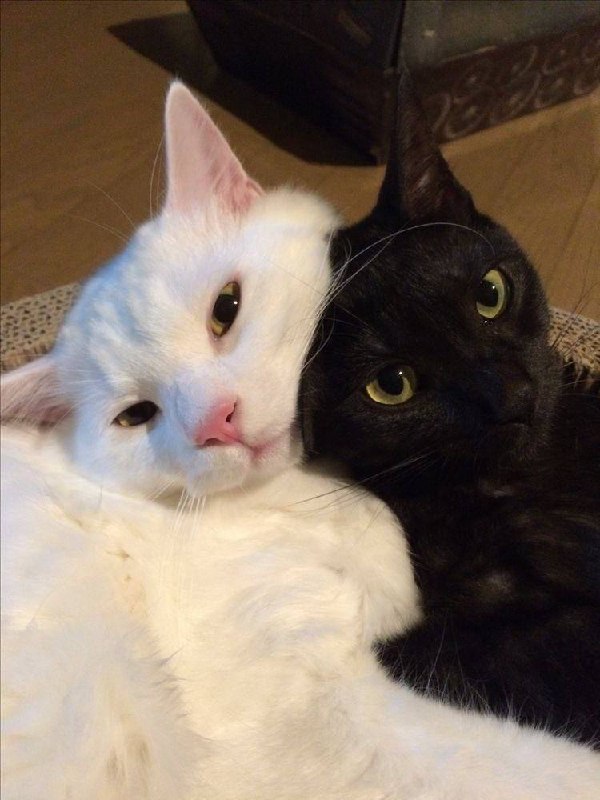 #猫猫