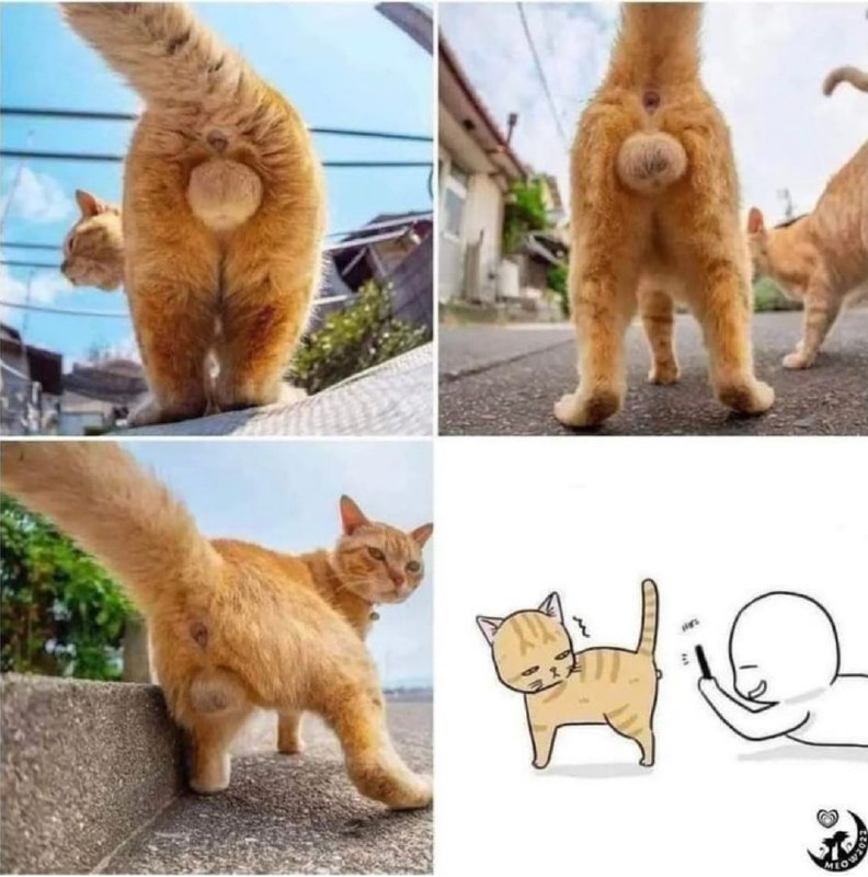#猫猫