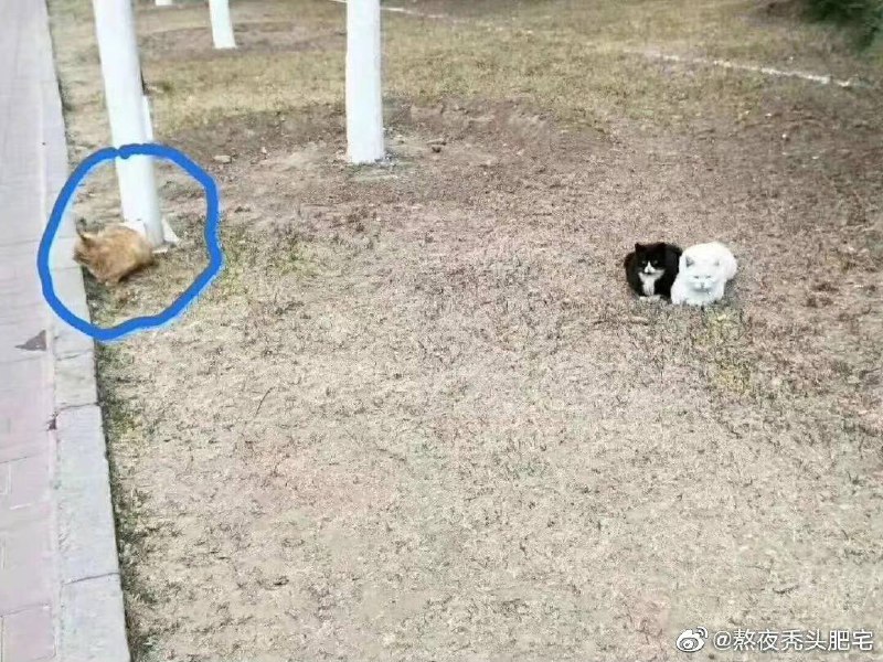 橘猫能有什么坏心思呢……橘猫能有什么坏心思呢……