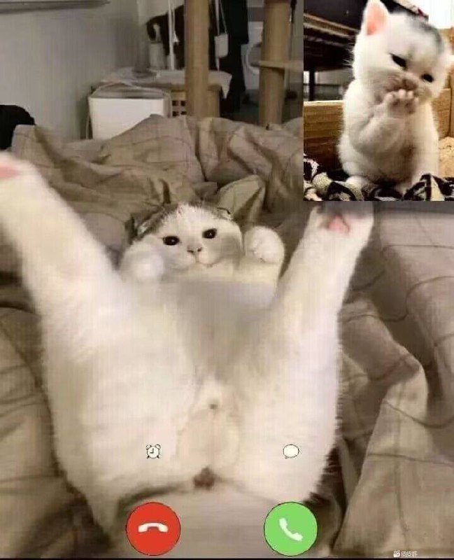 #猫猫