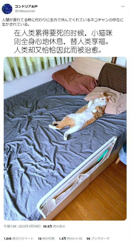 #猫猫