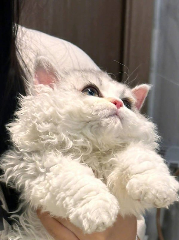 #猫猫#猫猫
