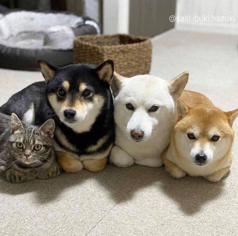 #猫猫 #狗狗