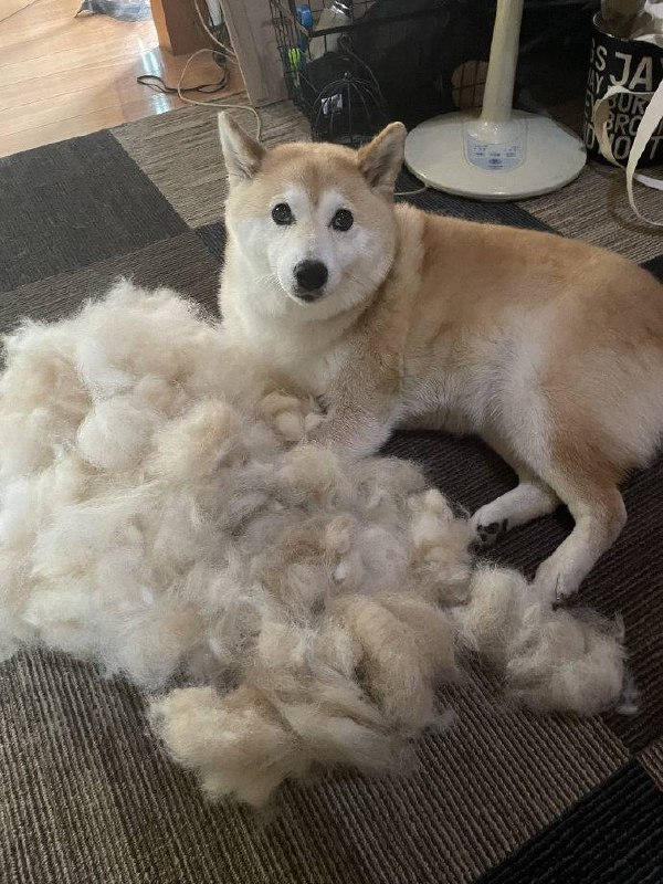 狗中绵羊#狗狗狗中绵羊#狗狗