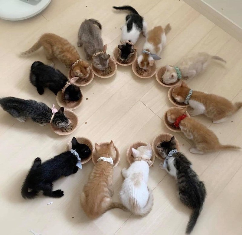#猫猫#猫猫