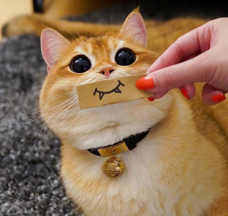#猫猫#猫猫