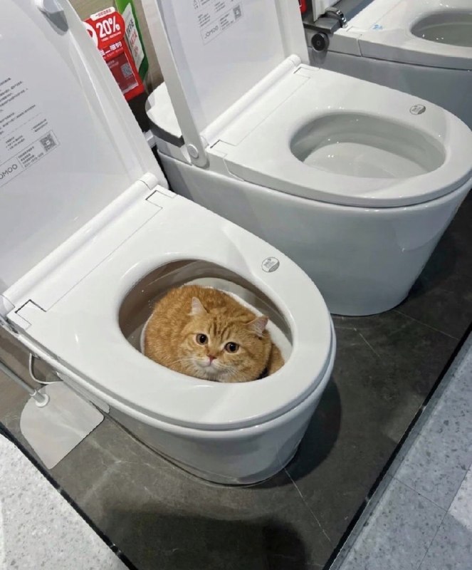 #猫猫
