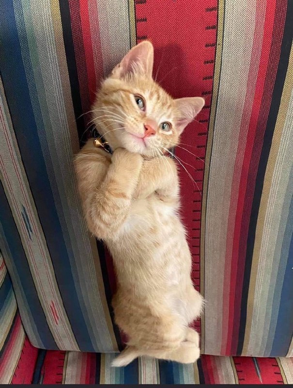 #猫猫