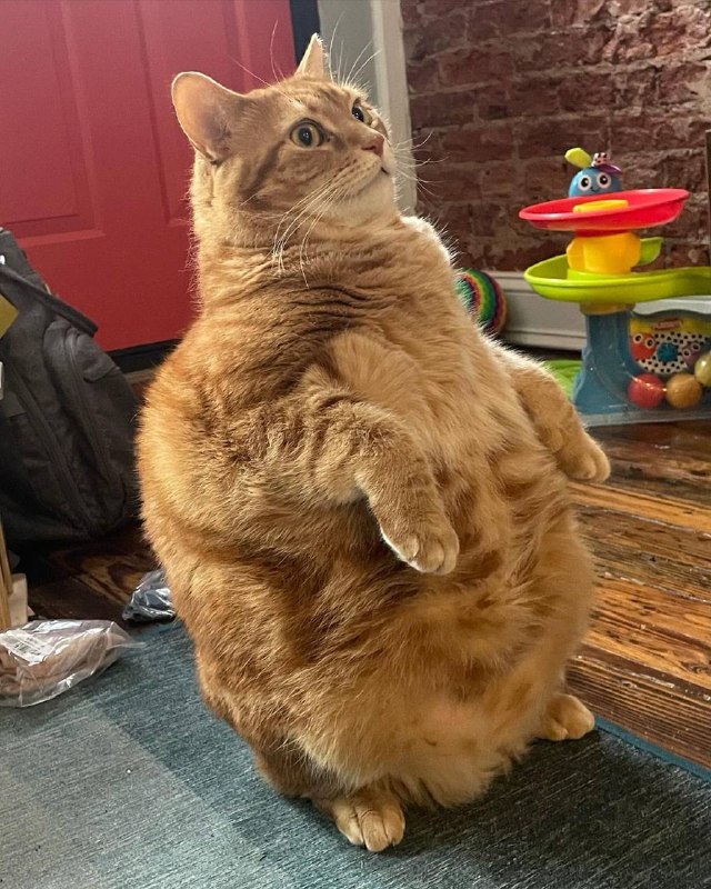 #猫猫