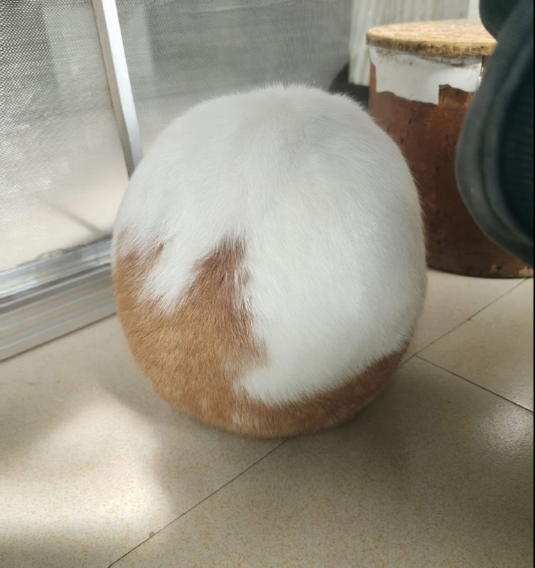 #猫猫