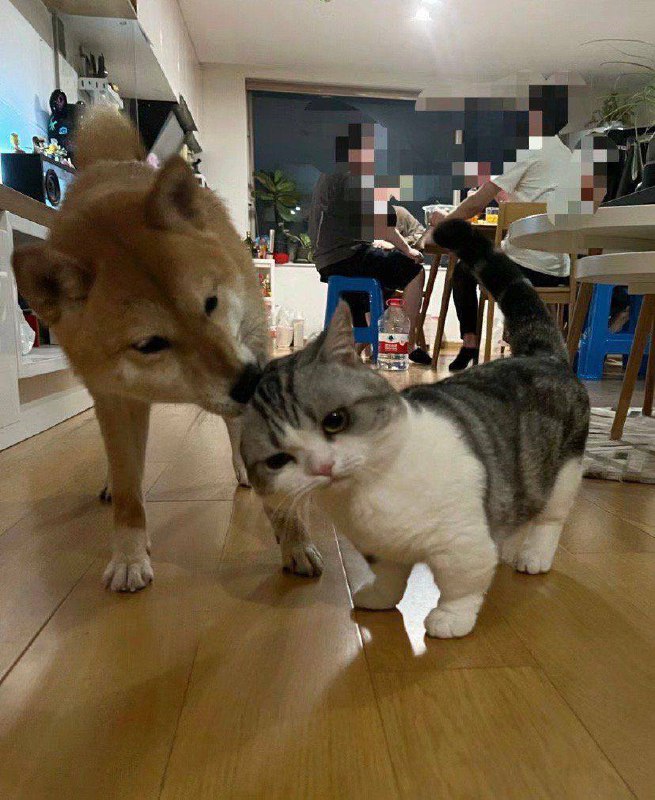 #猫猫 #狗狗