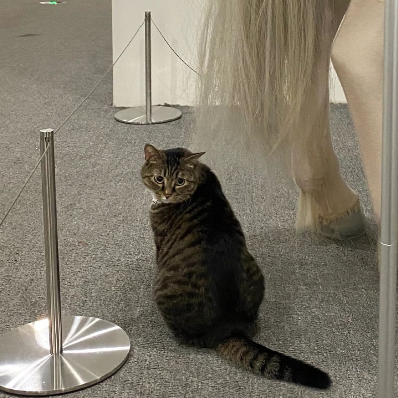 #猫猫#猫猫