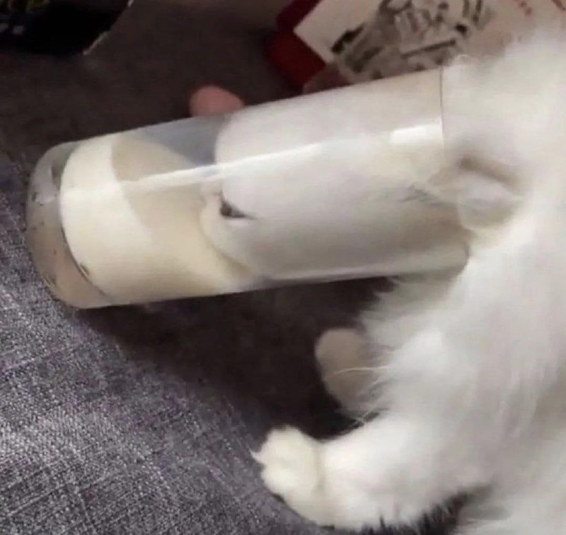 #猫猫