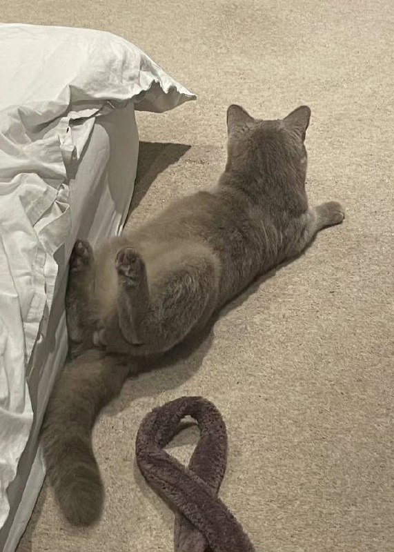 ？#猫猫