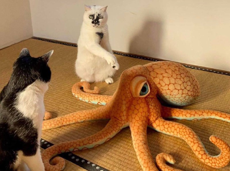 #猫猫