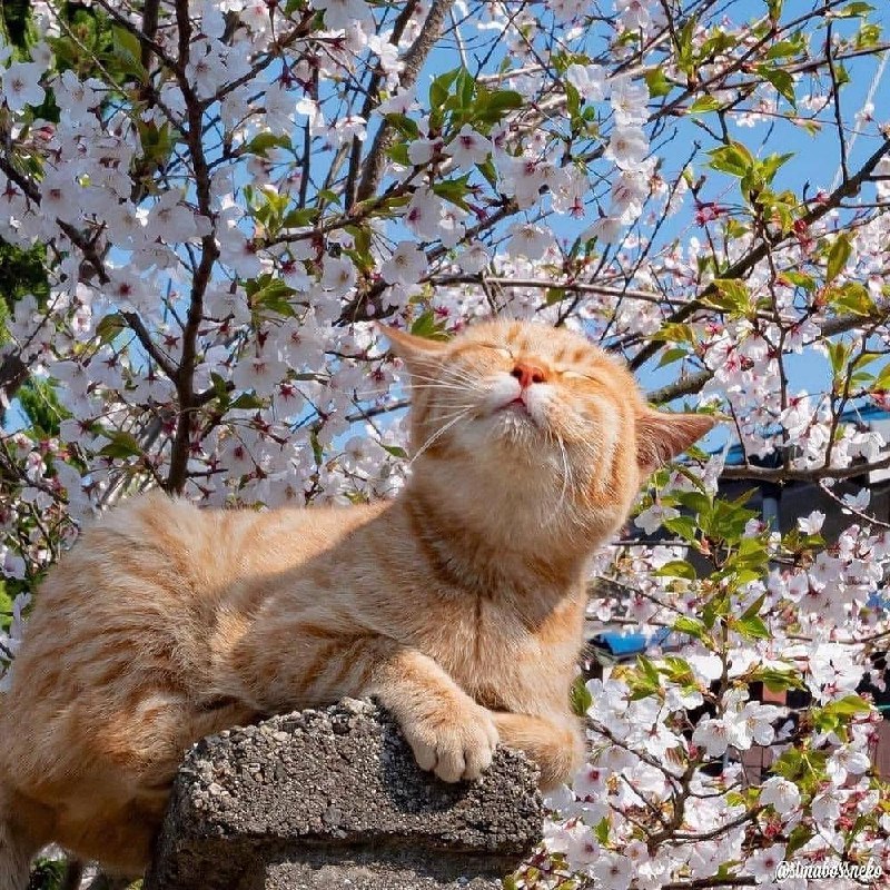 #猫猫