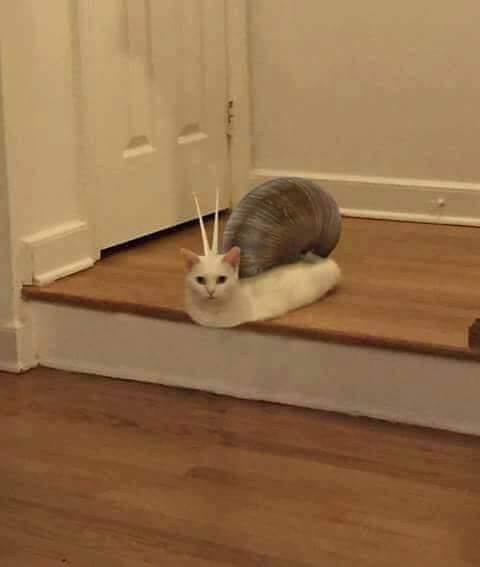 #猫猫