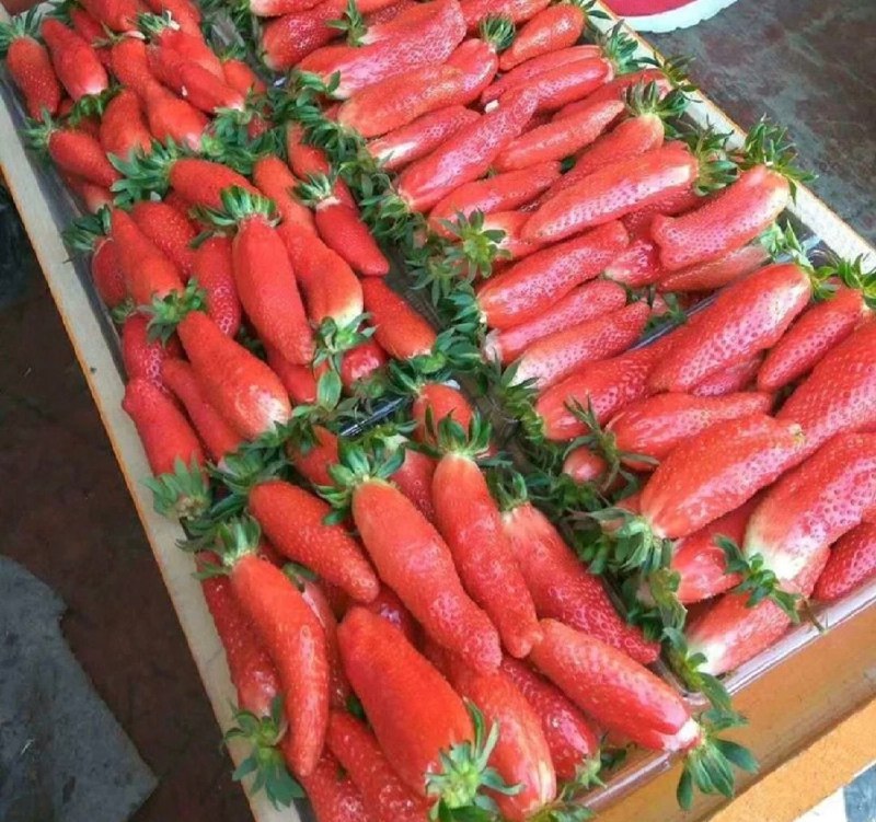 #草莓🍓