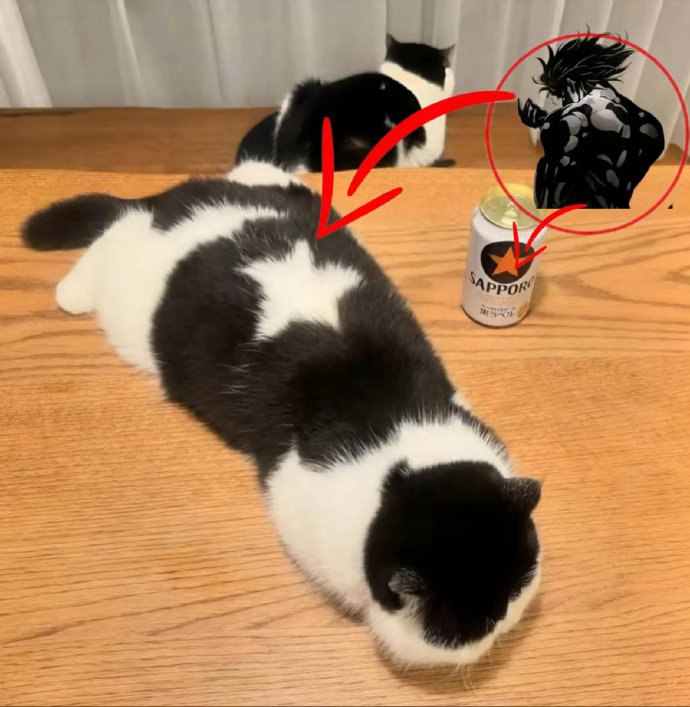 #猫猫