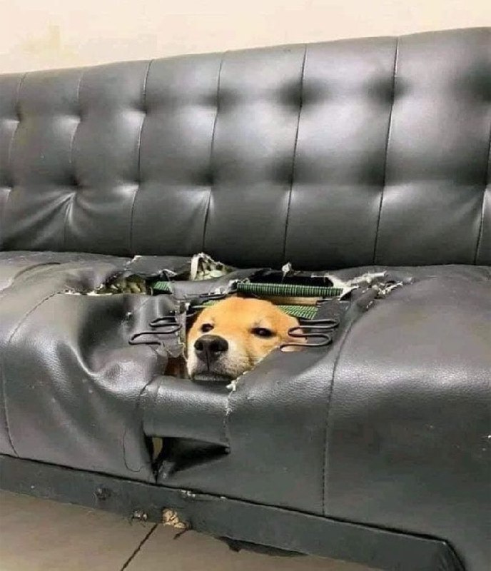 #狗狗