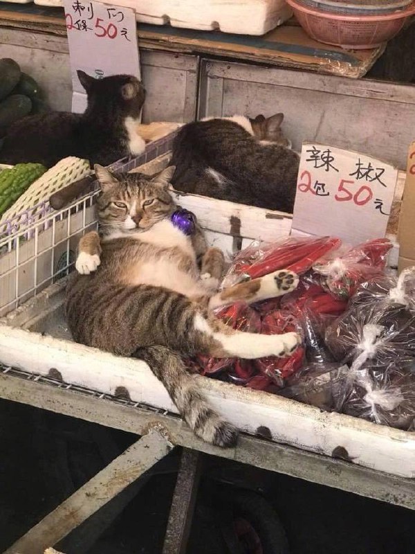 #猫猫