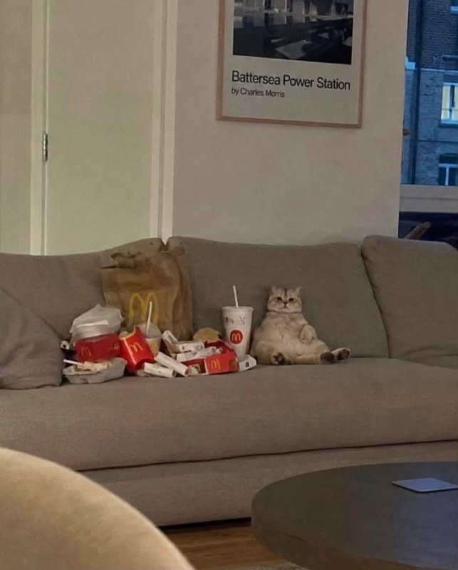 肥宅猫生#猫猫